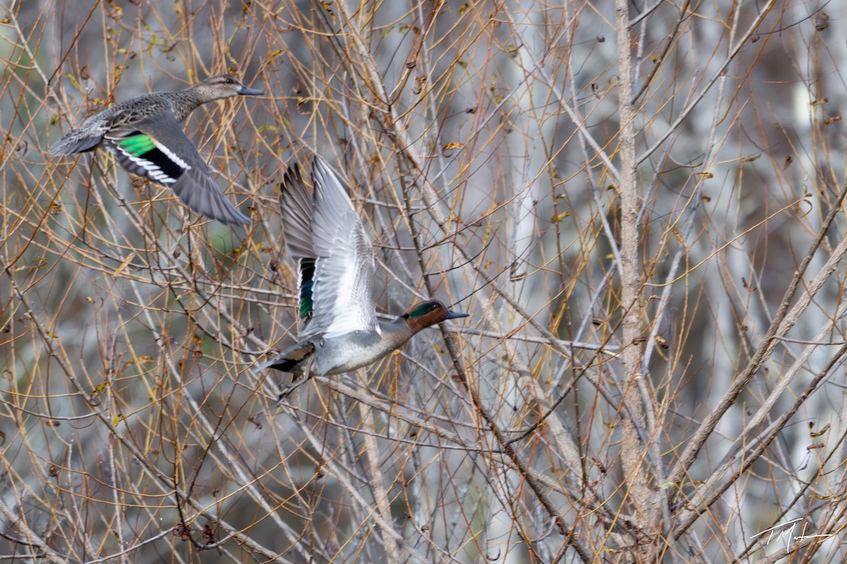 Green-winged Teal - ML645301014