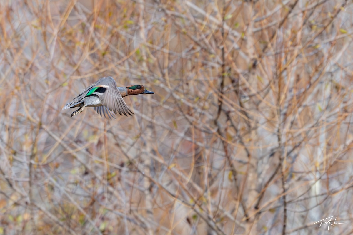 Green-winged Teal - ML645301015