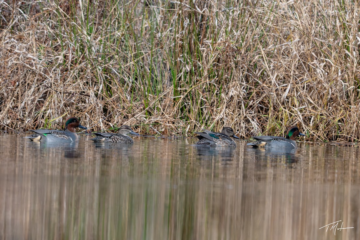 Green-winged Teal - ML645301016