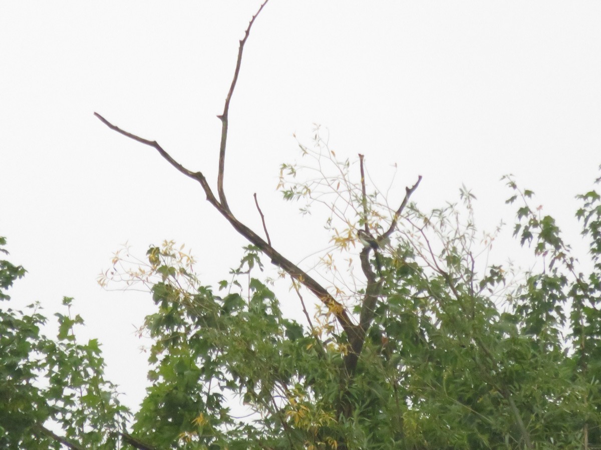 Eurasian Magpie - ML645301018