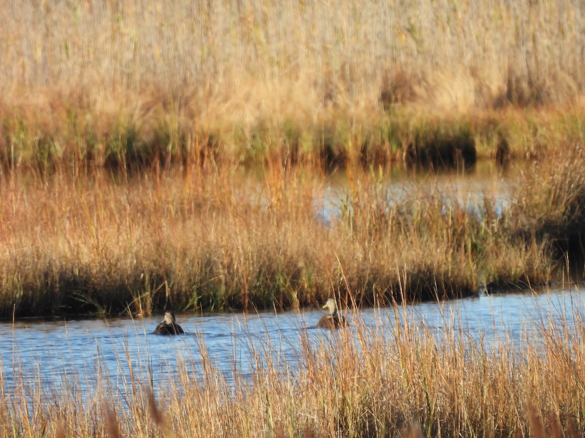 Ahate iluna - ML645301028