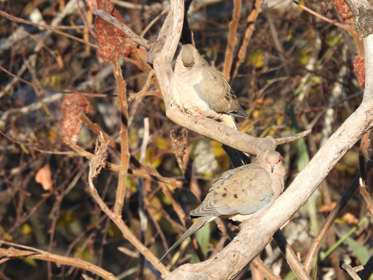 Mourning Dove - ML645301032