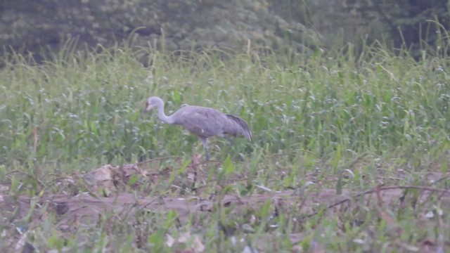 Журавель канадський - ML645301036