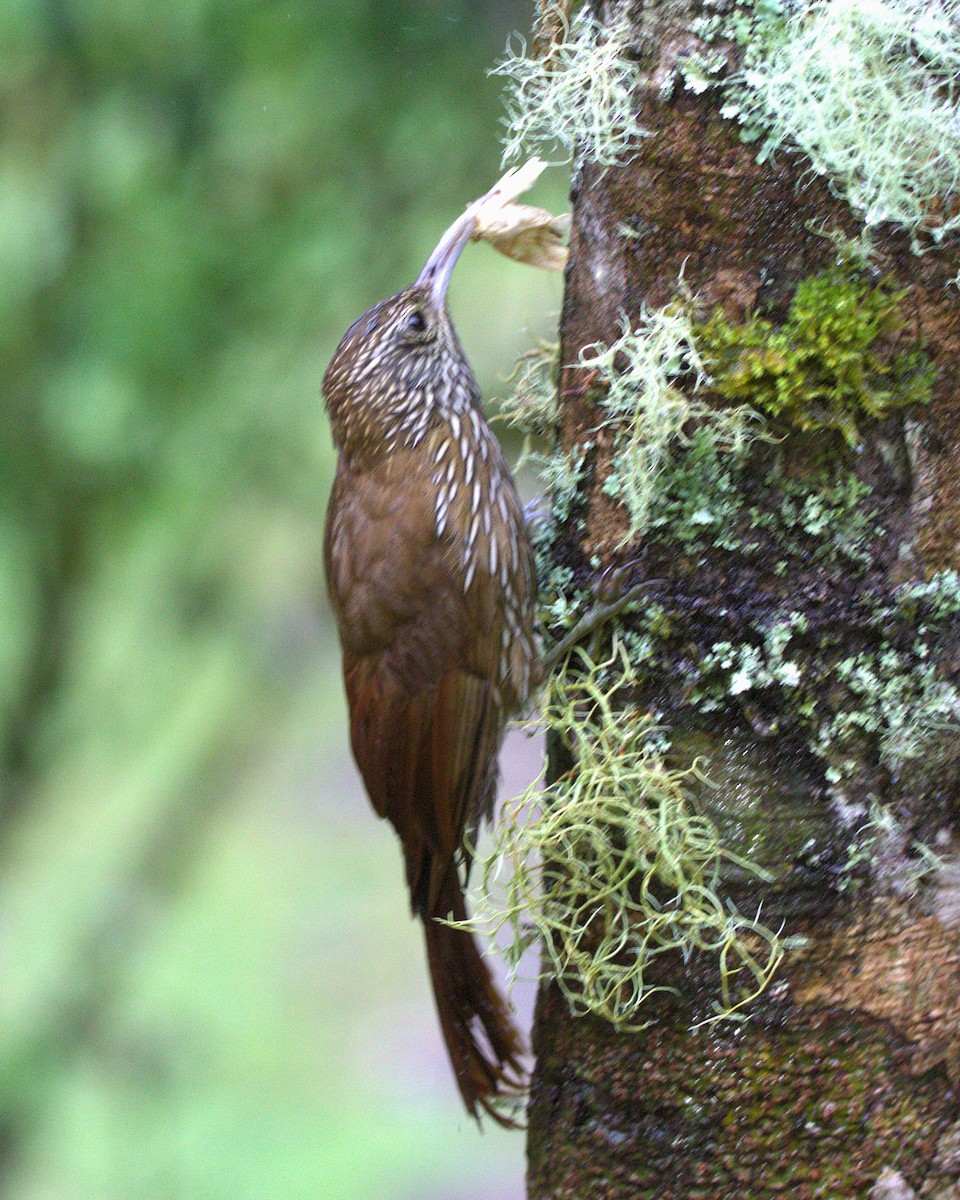 Dağ Tırmaşık - ML645301071
