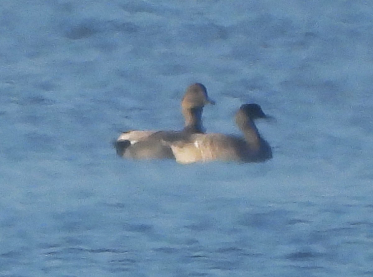 Нерозень - ML645301073