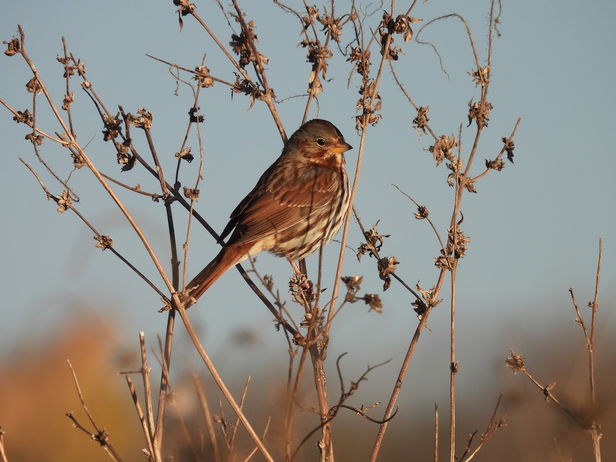 Fox Sparrow - ML645301078