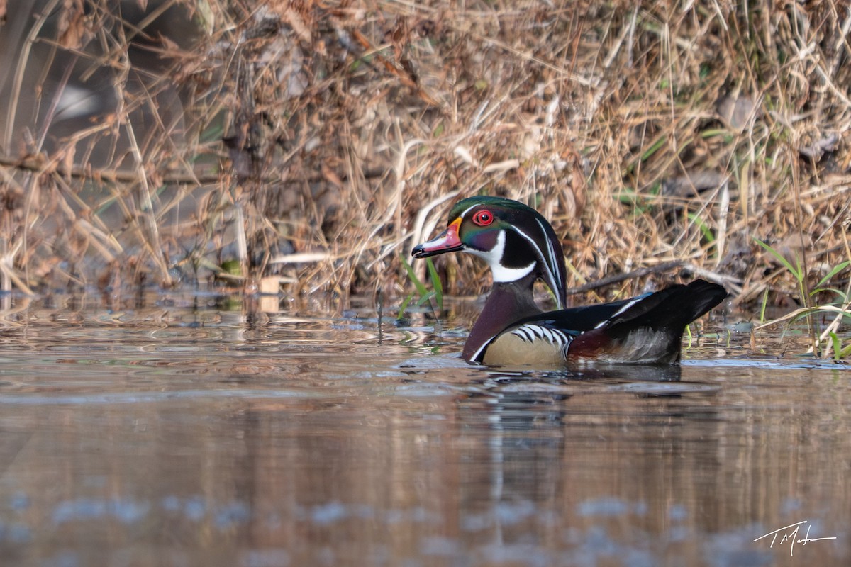 Wood Duck - ML645301113
