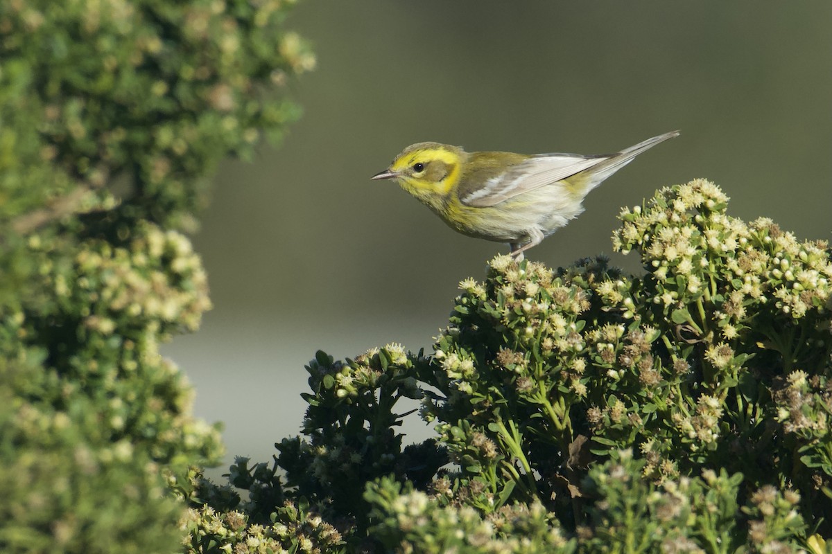 Townsend Ötleğeni - ML645301133