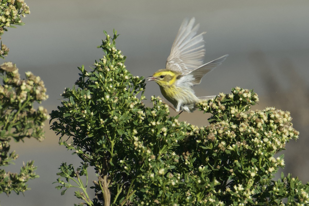 Townsend Ötleğeni - ML645301138