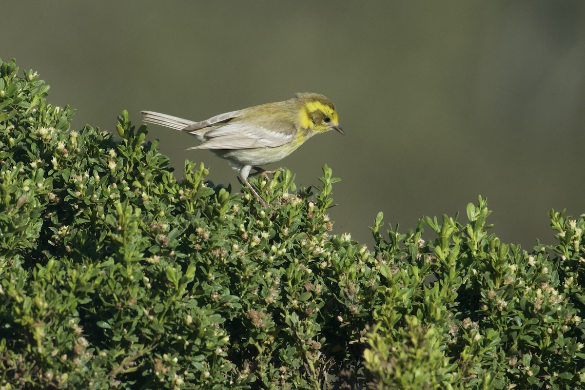 Townsend Ötleğeni - ML645301139