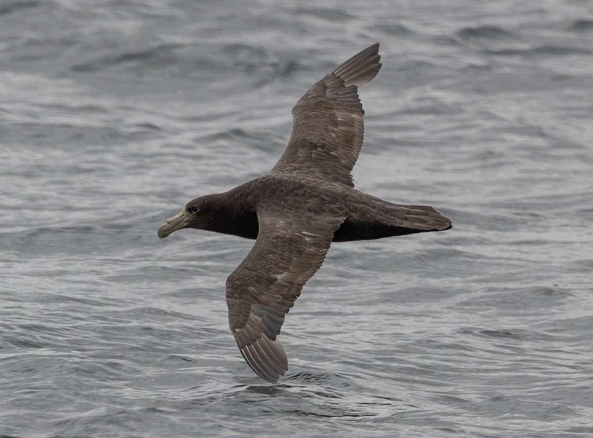Southern Giant-Petrel - ML645301159