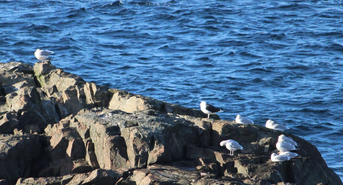 Möwe, unbestimmt - ML645301162