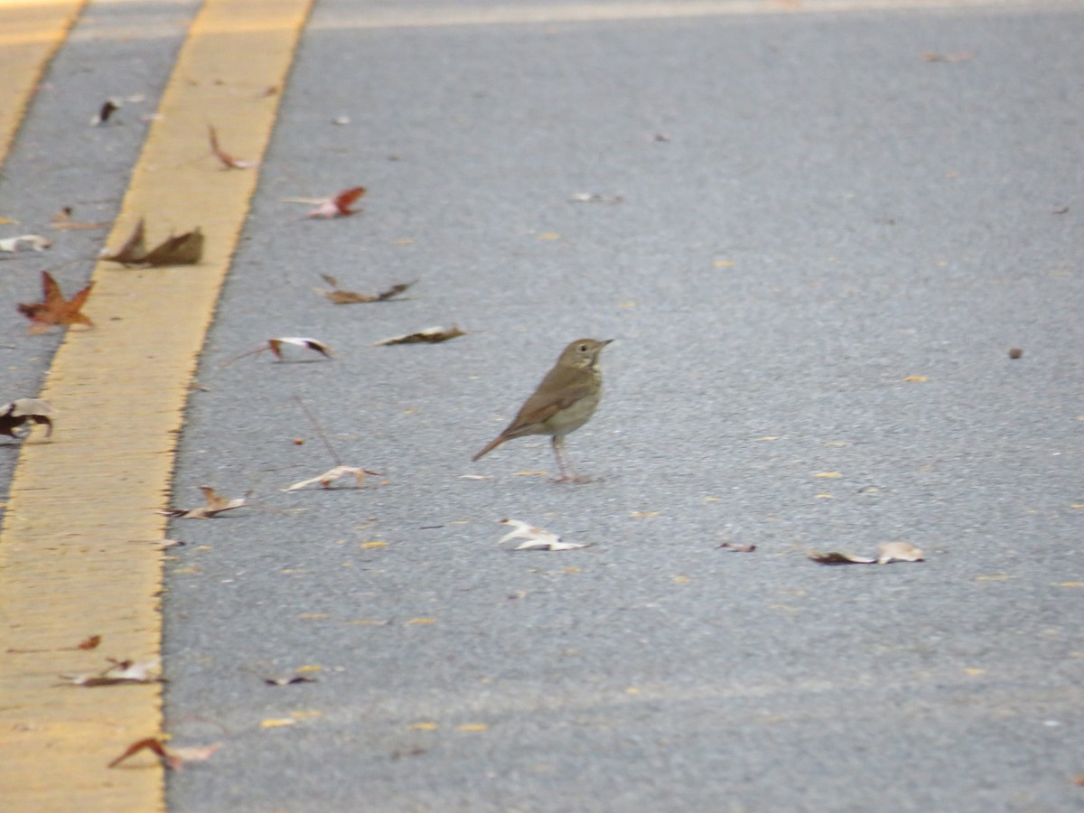 Grive solitaire - ML645301167