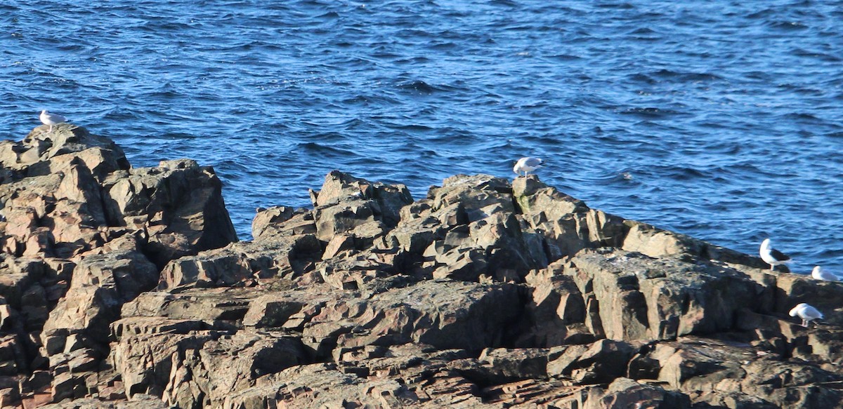 Möwe, unbestimmt - ML645301168