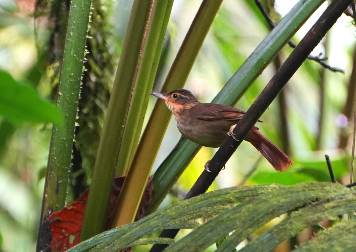 Fawn-throated Foliage-gleaner - ML645301183