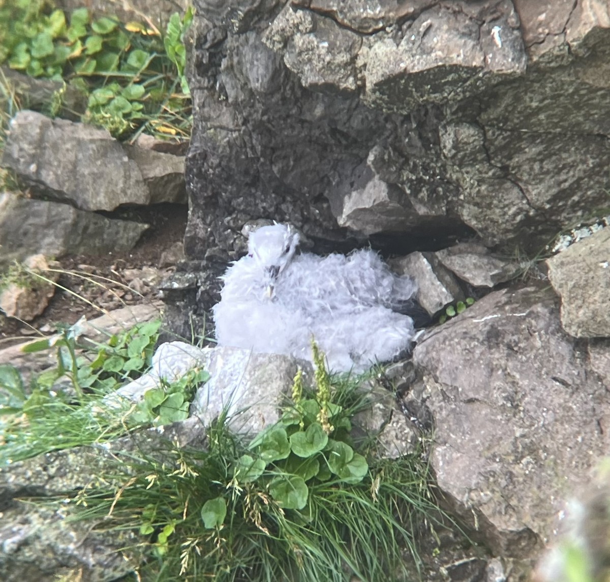 Northern Fulmar - ML645301192