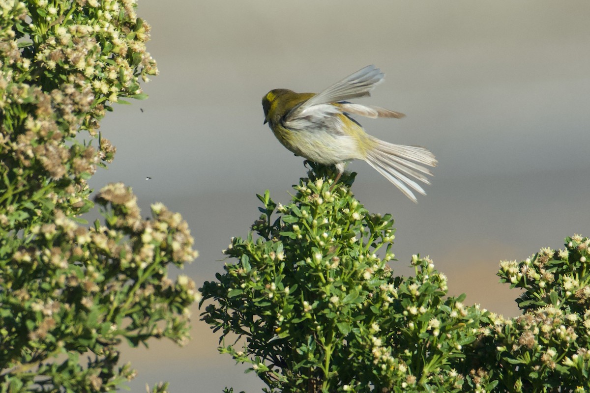 Townsend Ötleğeni - ML645301200