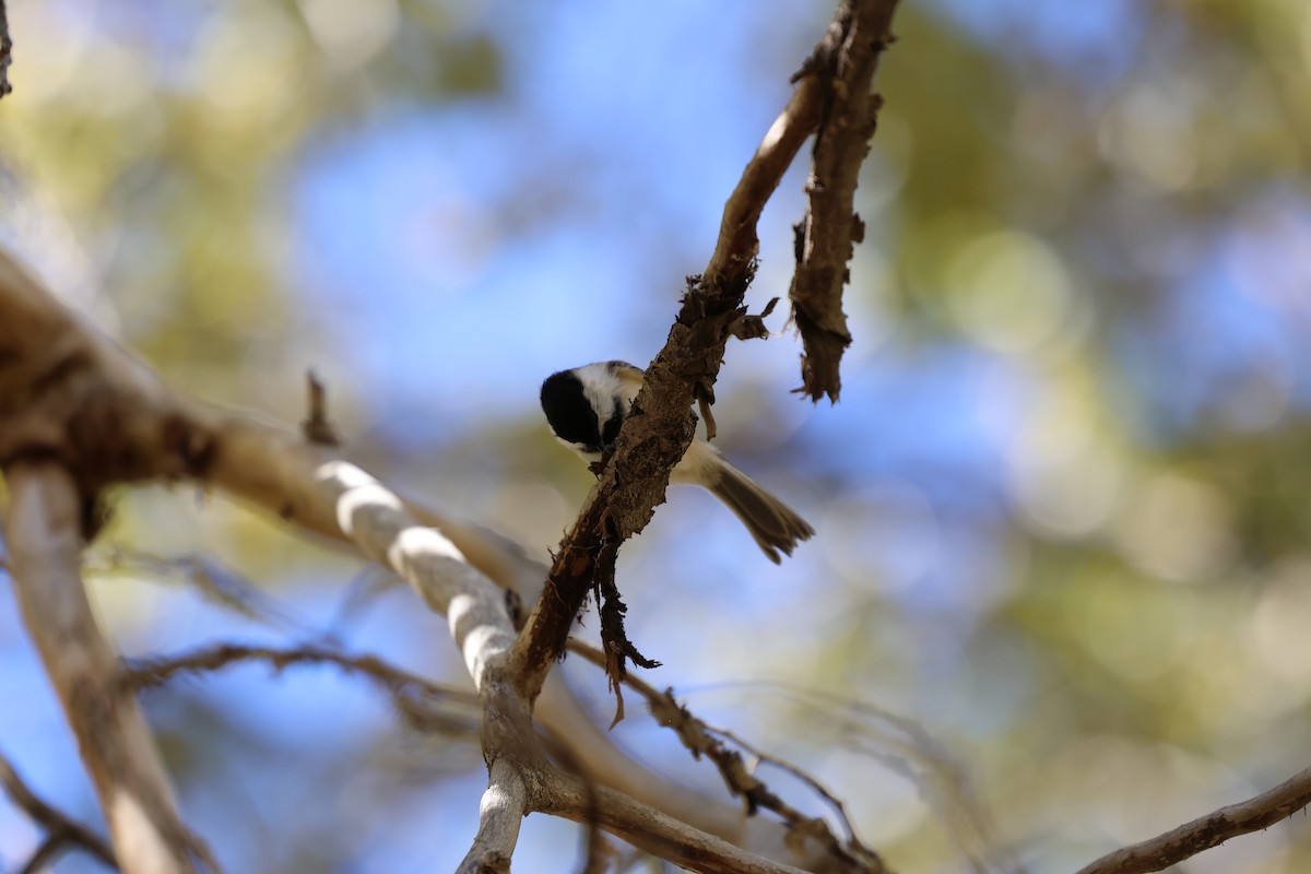 Black-capped Chickadee - ML645301215