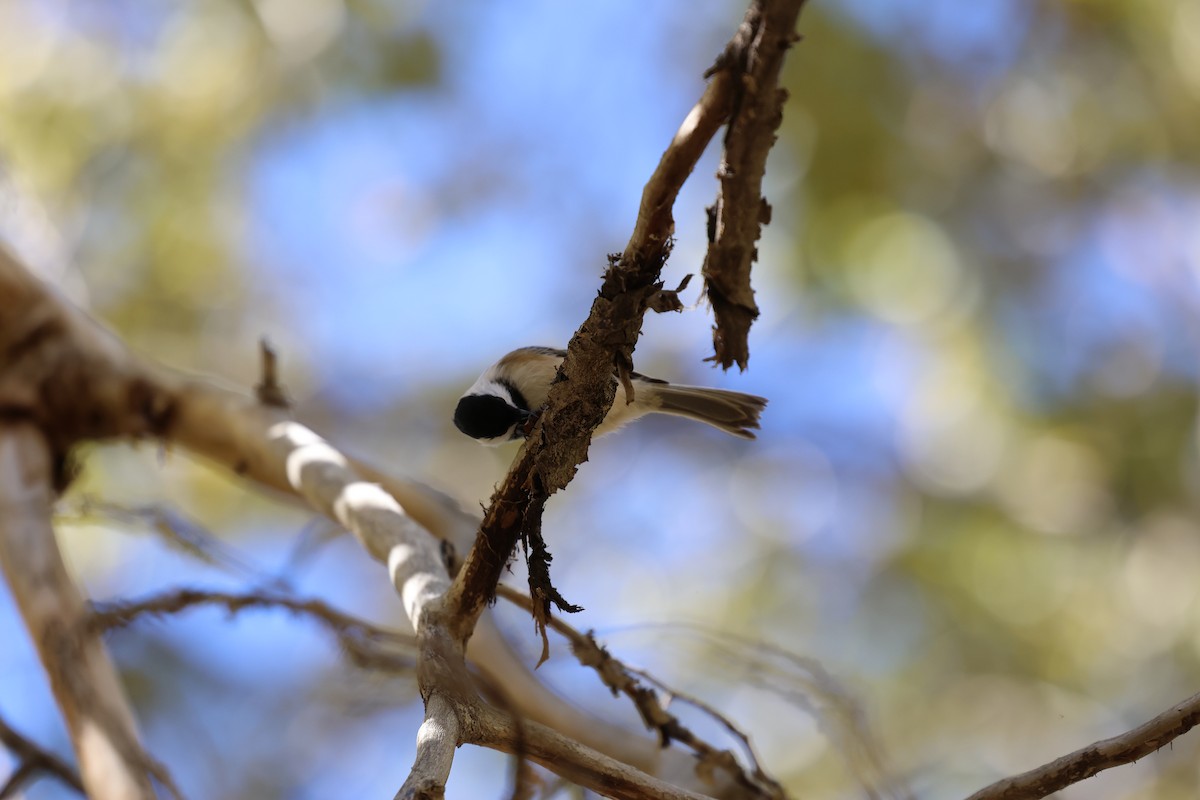 Black-capped Chickadee - ML645301216