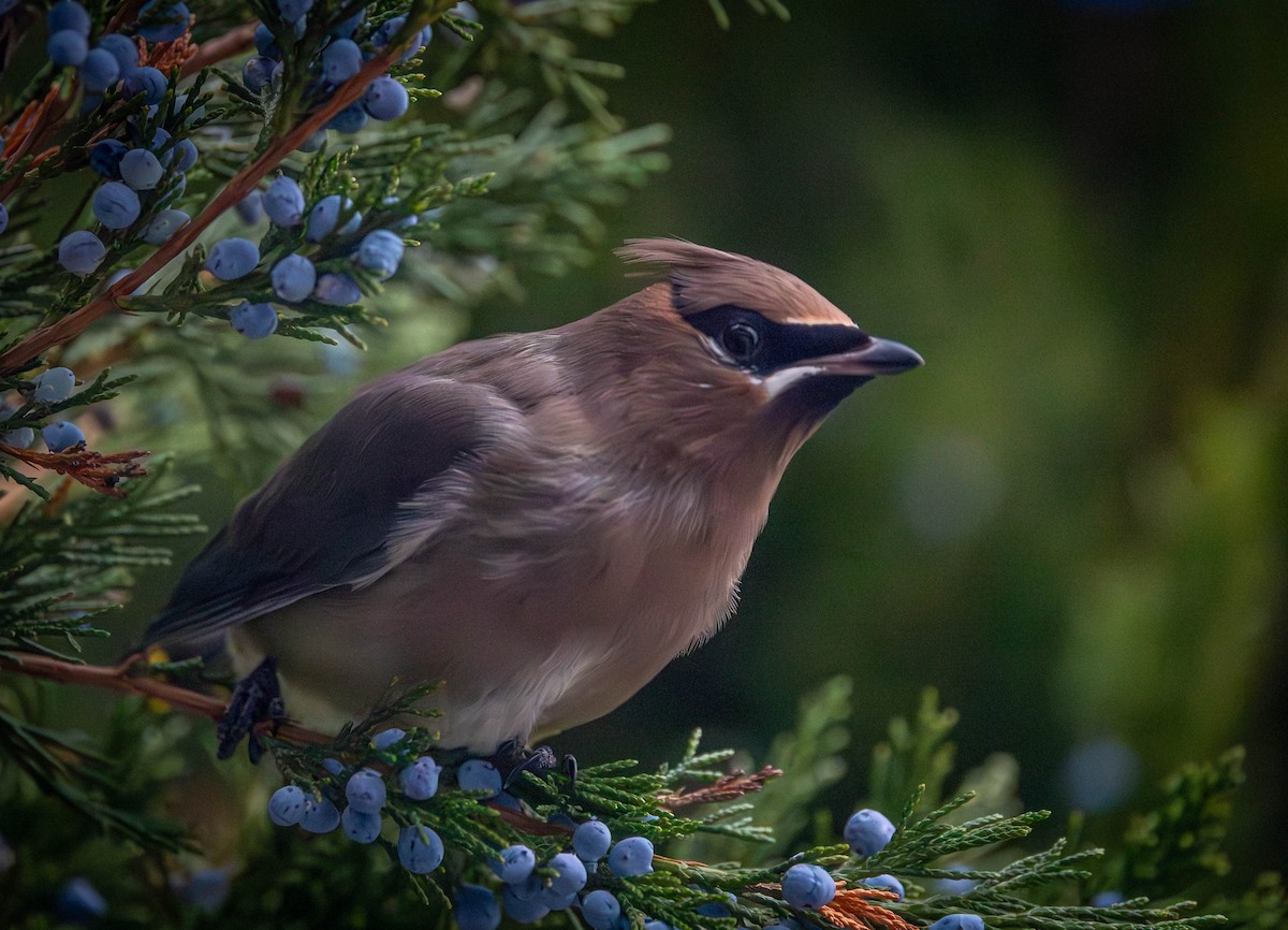 Cedar Waxwing - ML645301217