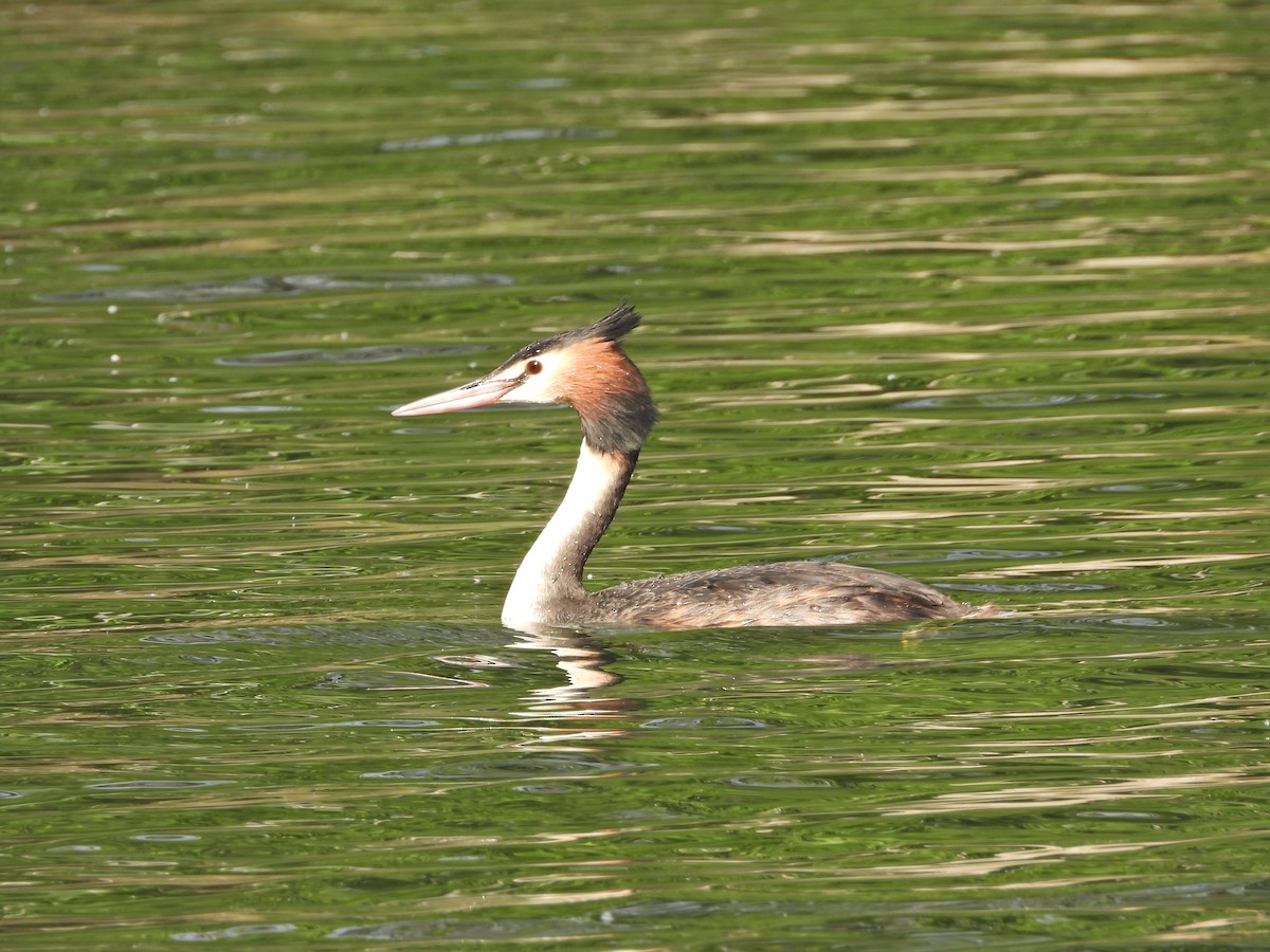 Great Crested Grebe - ML645301218
