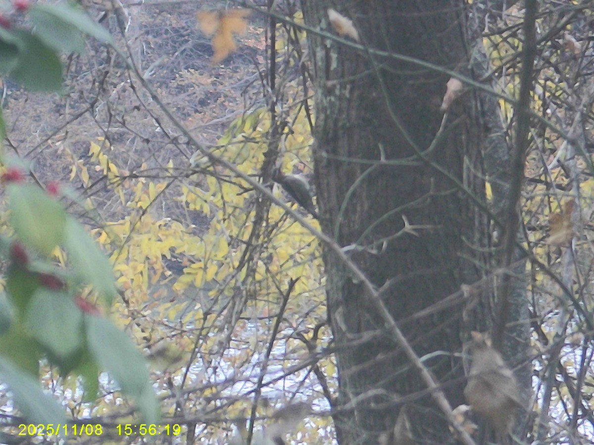 Yellow-bellied Sapsucker - ML645301219