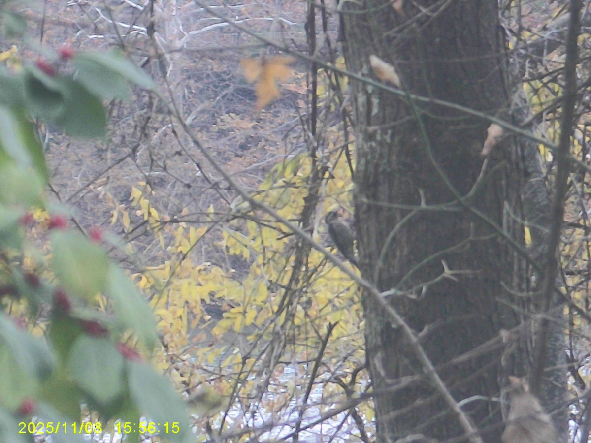 Yellow-bellied Sapsucker - ML645301220