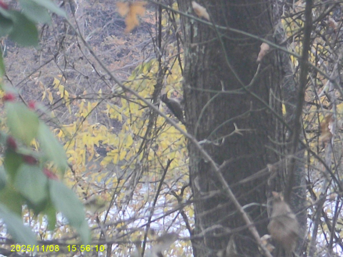 Yellow-bellied Sapsucker - ML645301221
