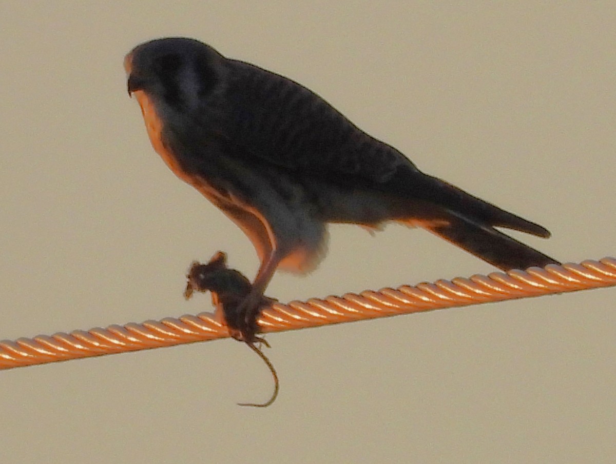 American Kestrel - ML645301222