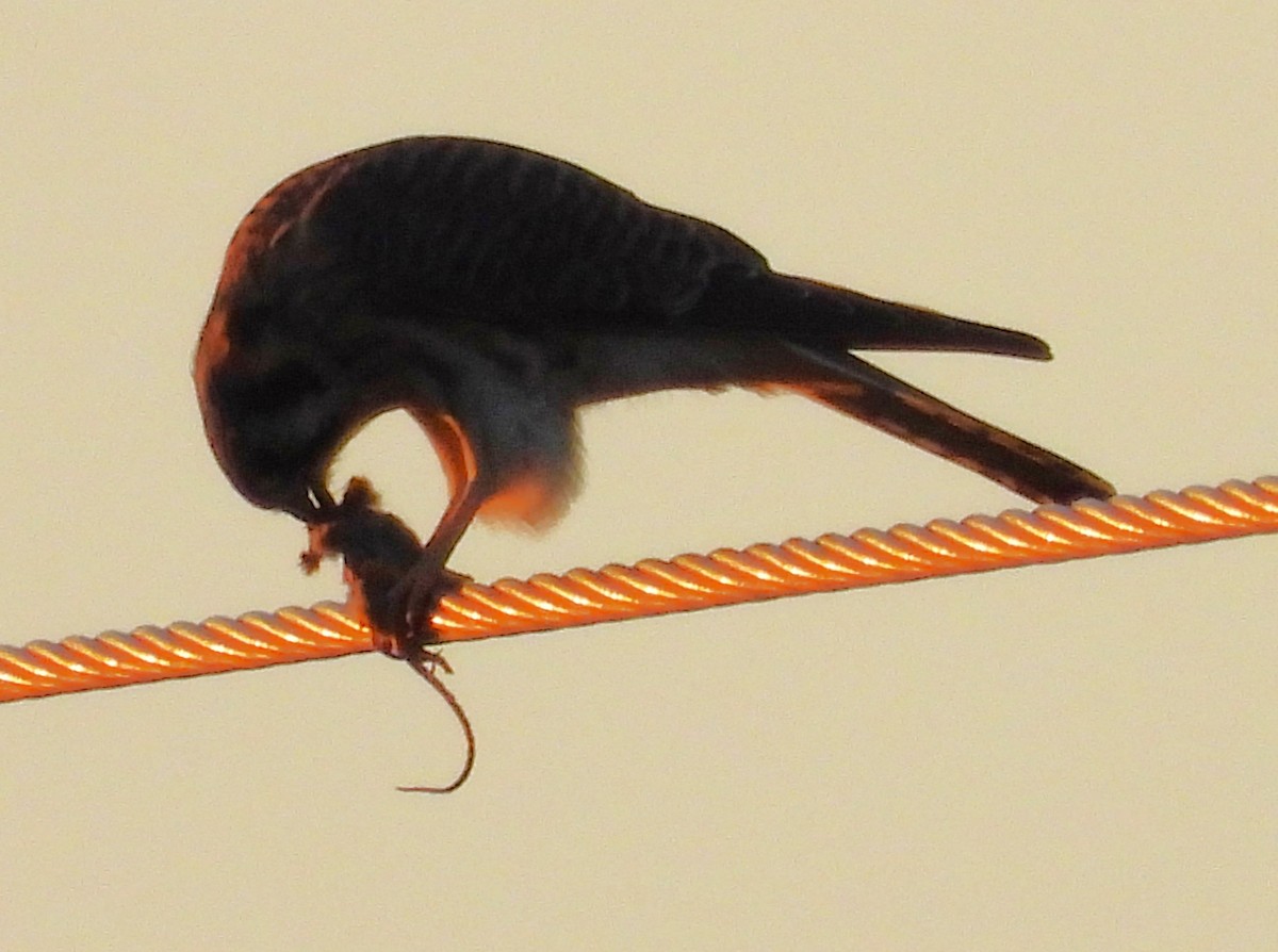 American Kestrel - ML645301223