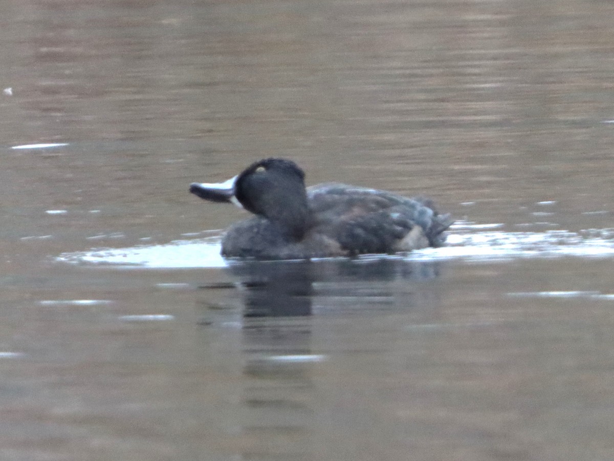 Ring-necked Duck - ML645301225