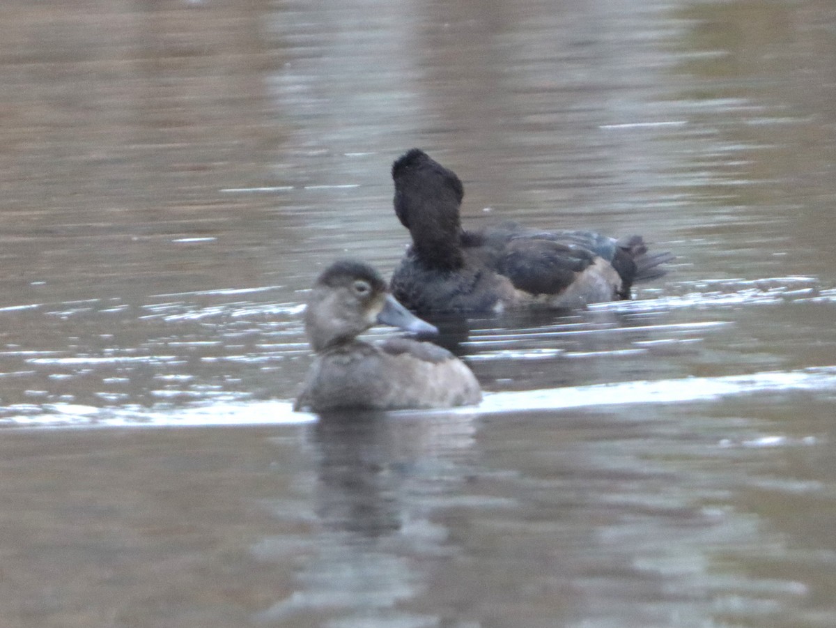 Ring-necked Duck - ML645301226