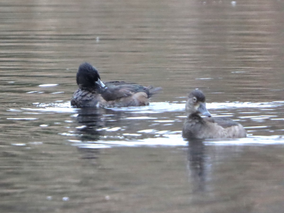 Ring-necked Duck - ML645301227