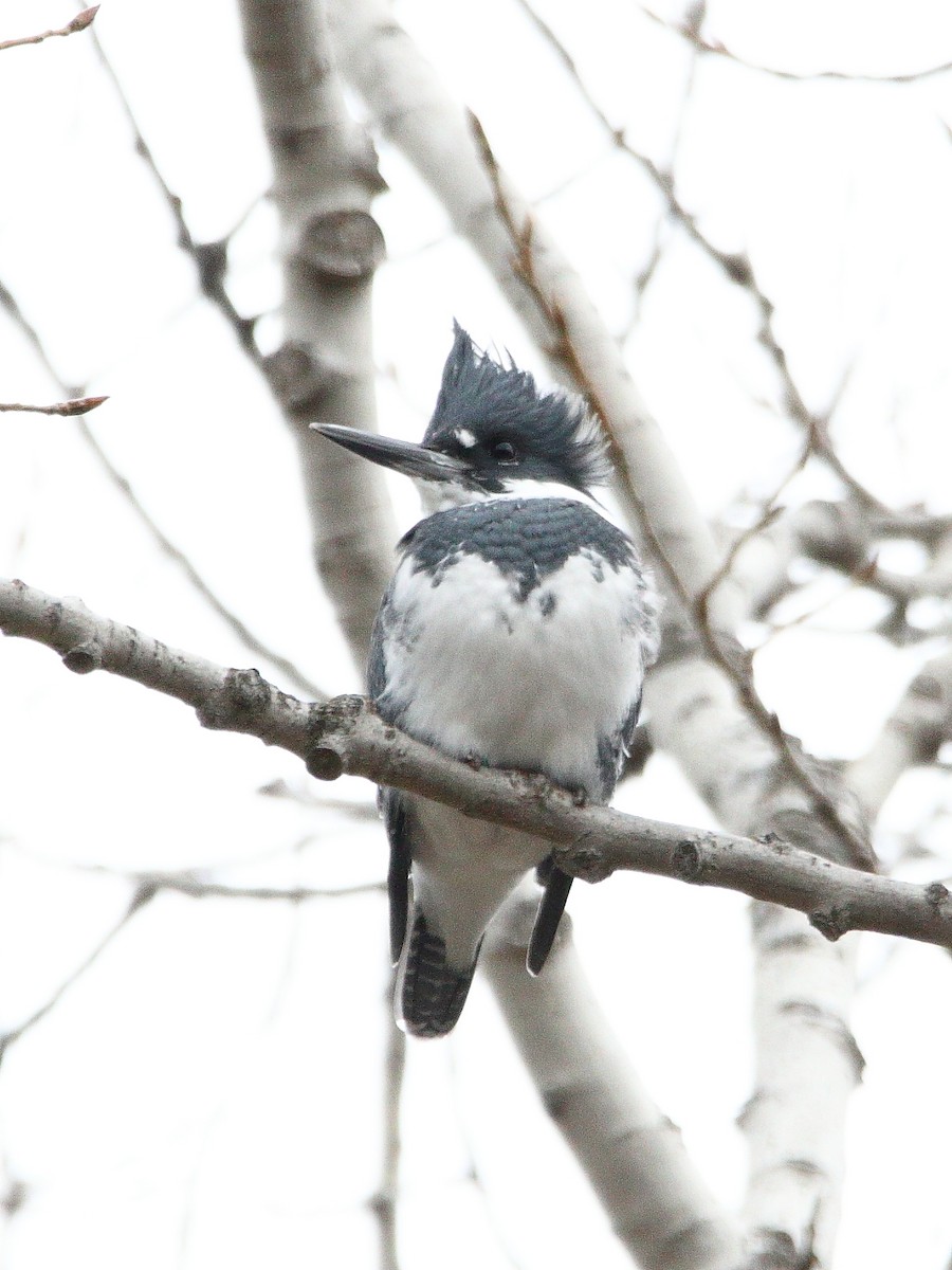 Belted Kingfisher - ML645301228