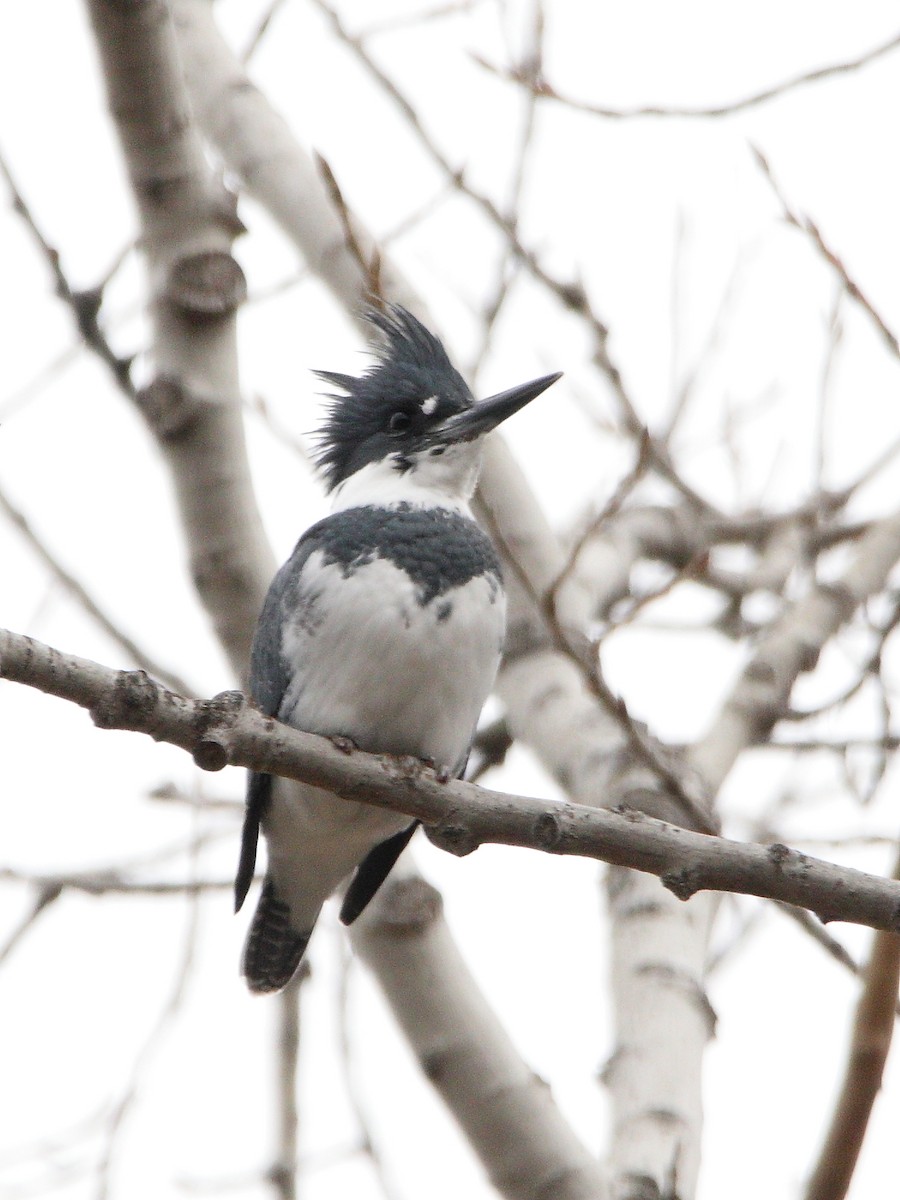 Belted Kingfisher - ML645301229