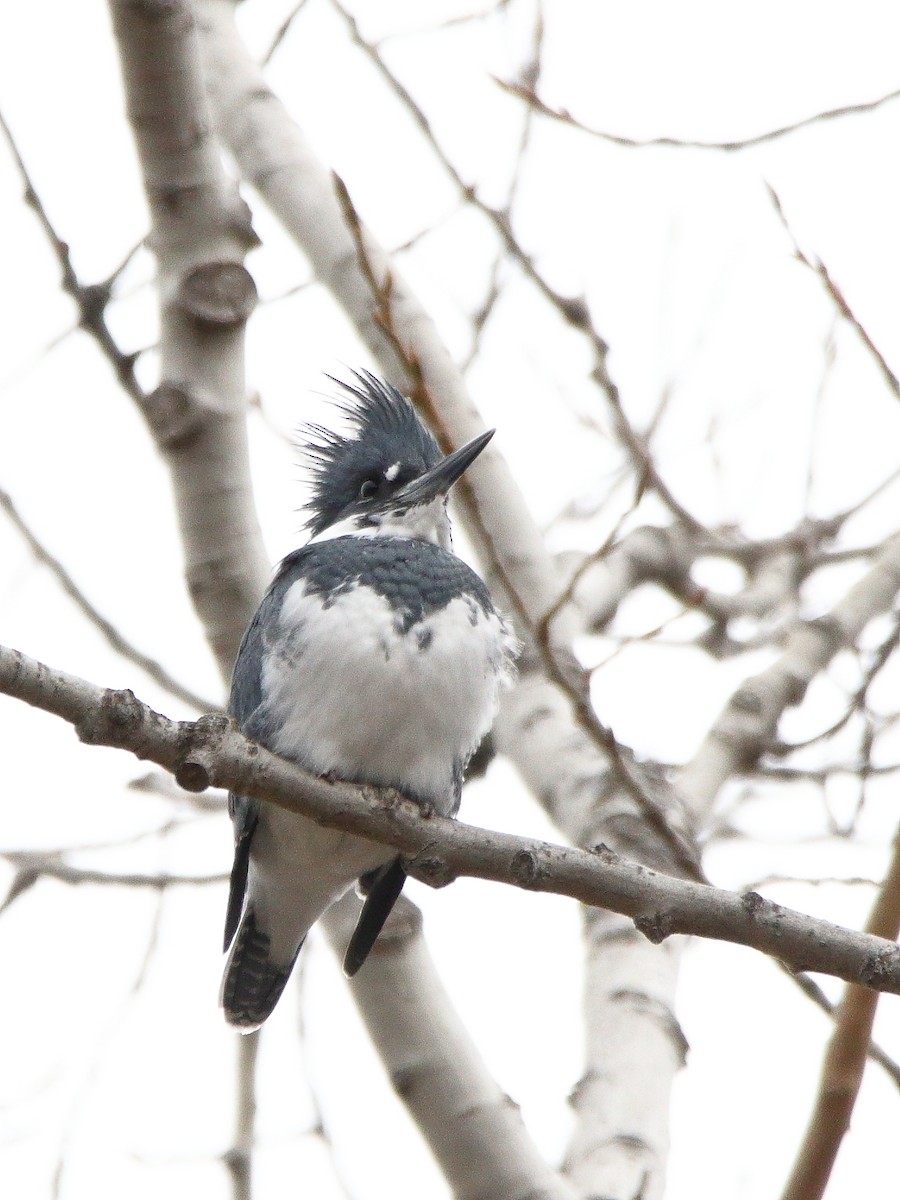 Belted Kingfisher - ML645301230