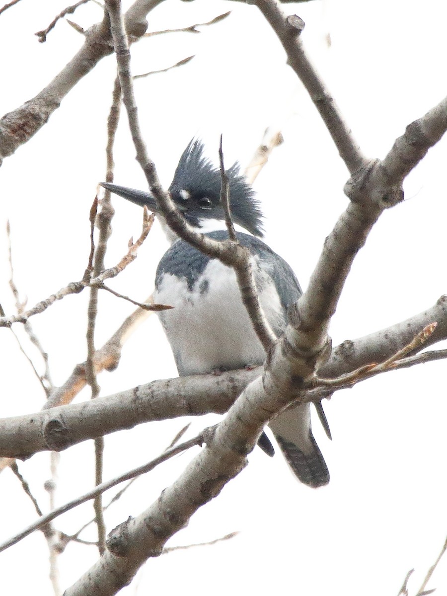 Belted Kingfisher - ML645301231
