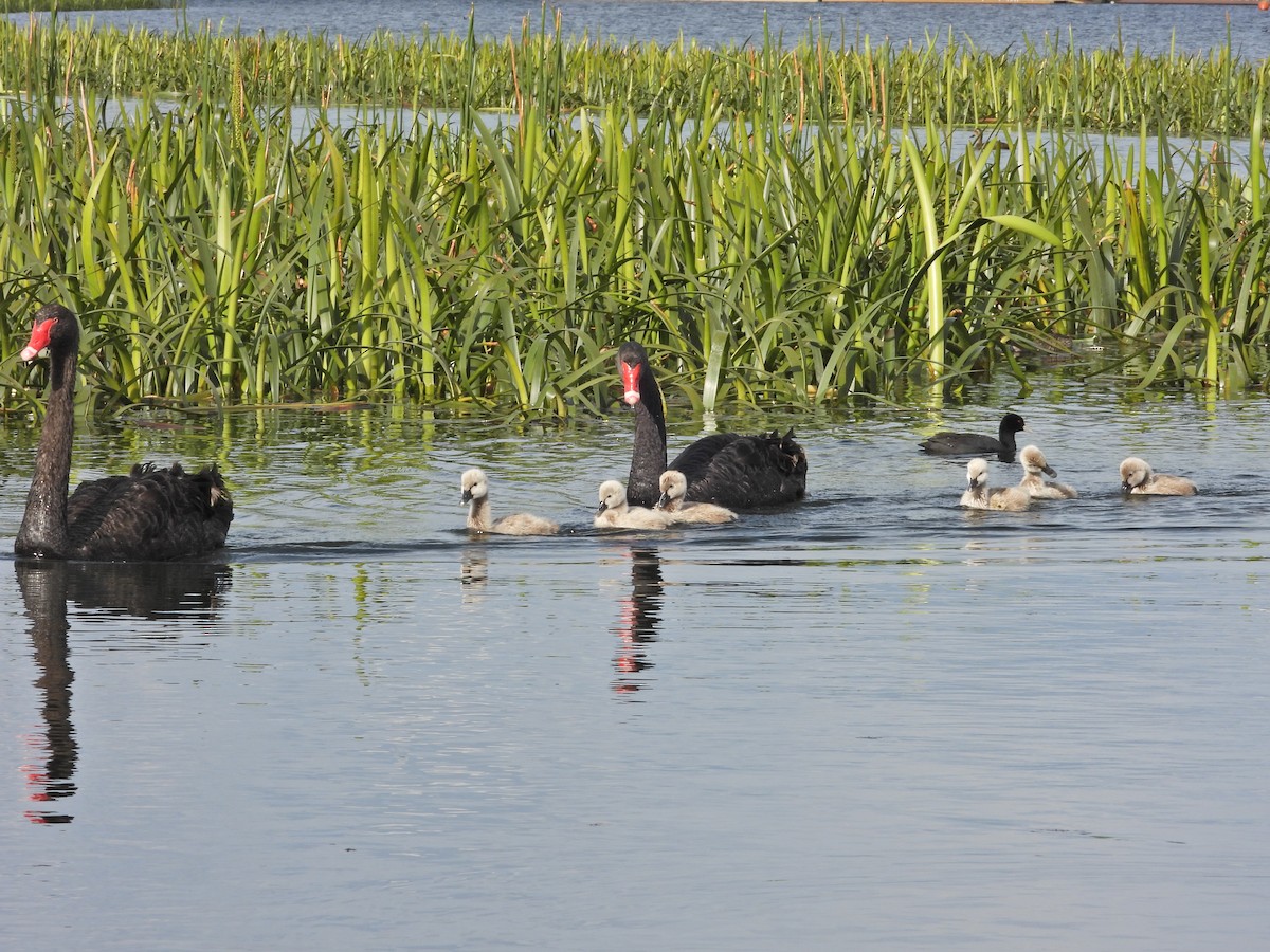 Black Swan - ML645301232