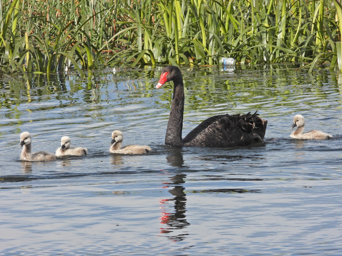 Black Swan - ML645301233