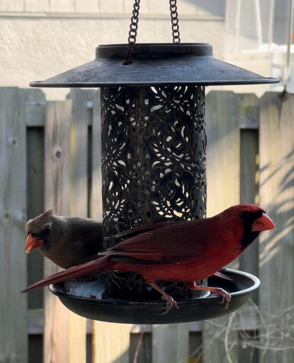 Northern Cardinal - ML645301236