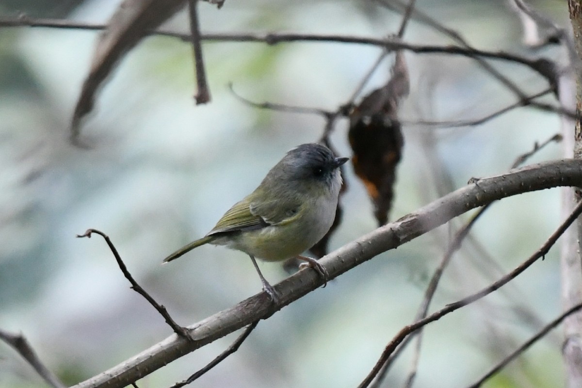 Green Shrike-Babbler - ML645301237