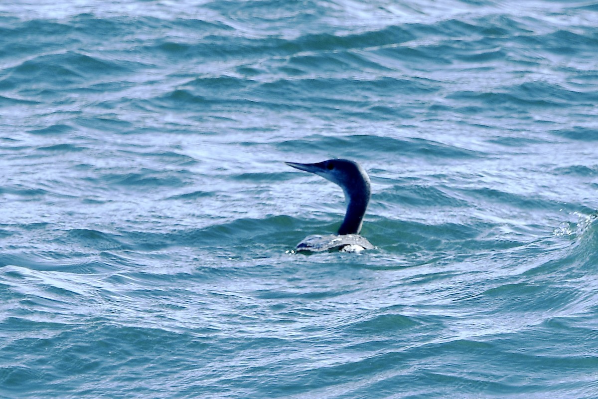 Red-throated Loon - ML645301238