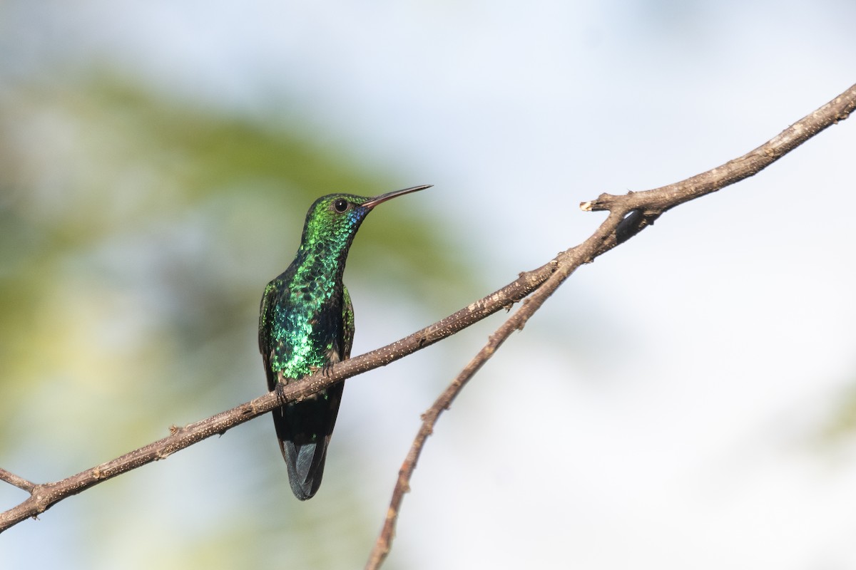 Blue-chinned Sapphire - ML645301239