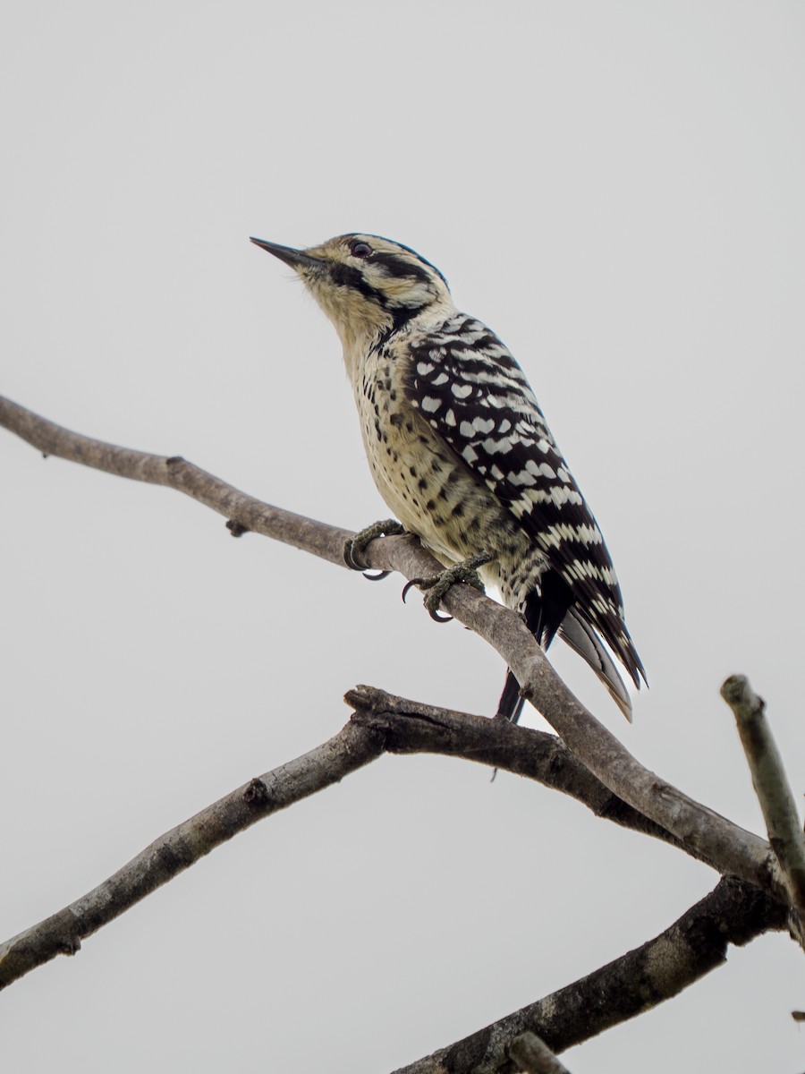 Ladder-backed Woodpecker - ML645301240
