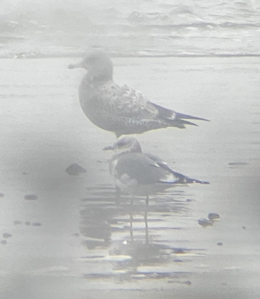 Short-billed Gull - ML645301245