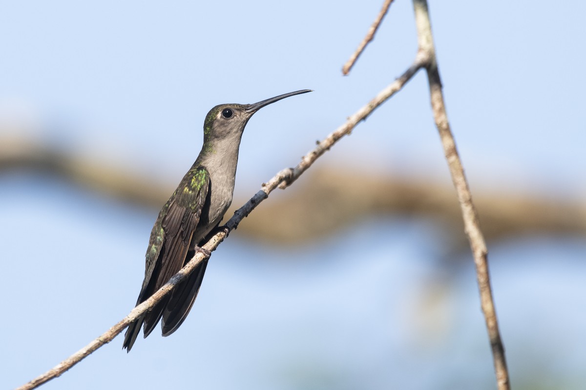 Gray-breasted Sabrewing (obscurus) - ML645301246