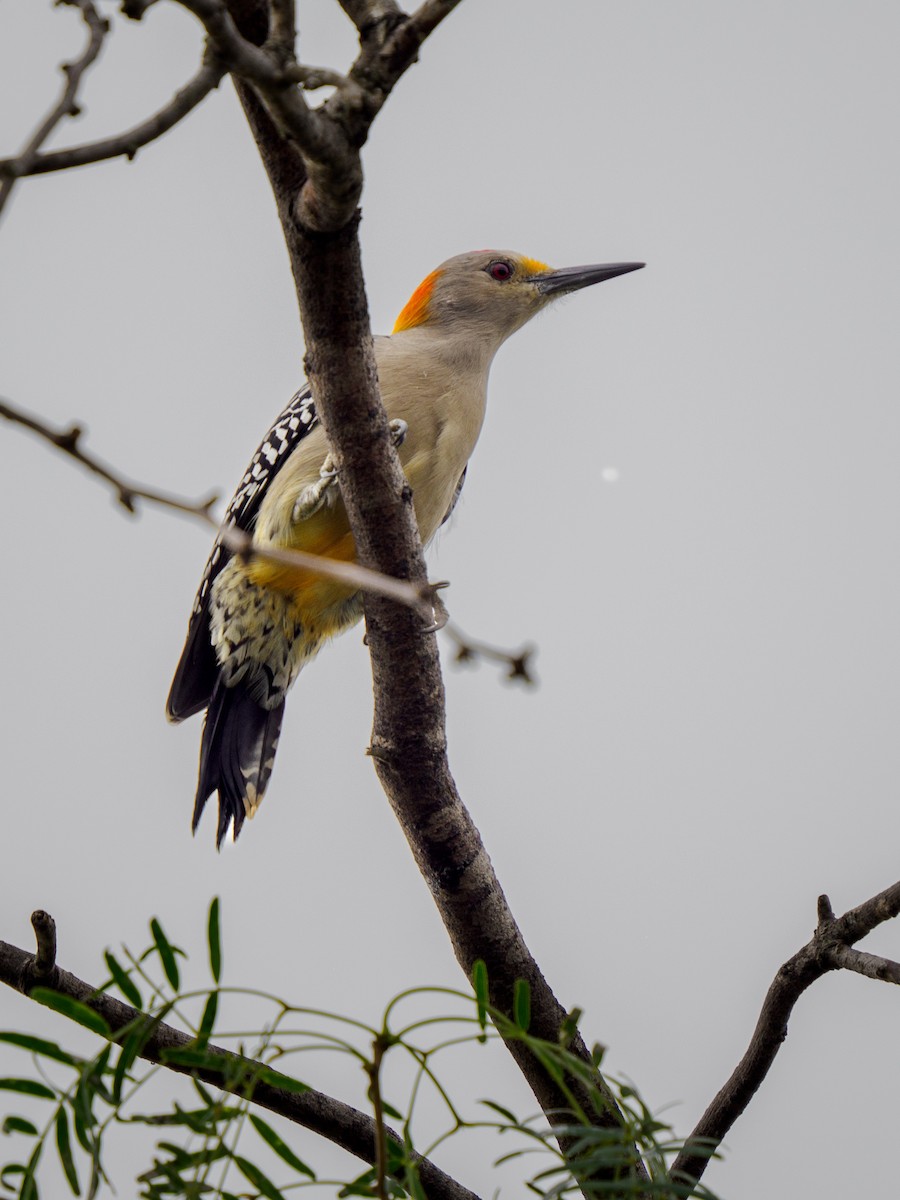 Golden-fronted Woodpecker - ML645301247