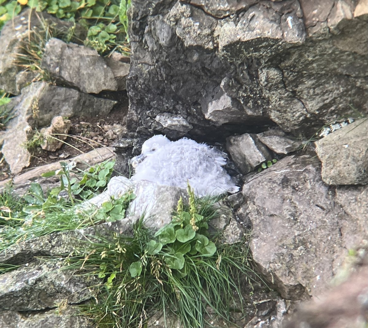 Northern Fulmar - ML645301248