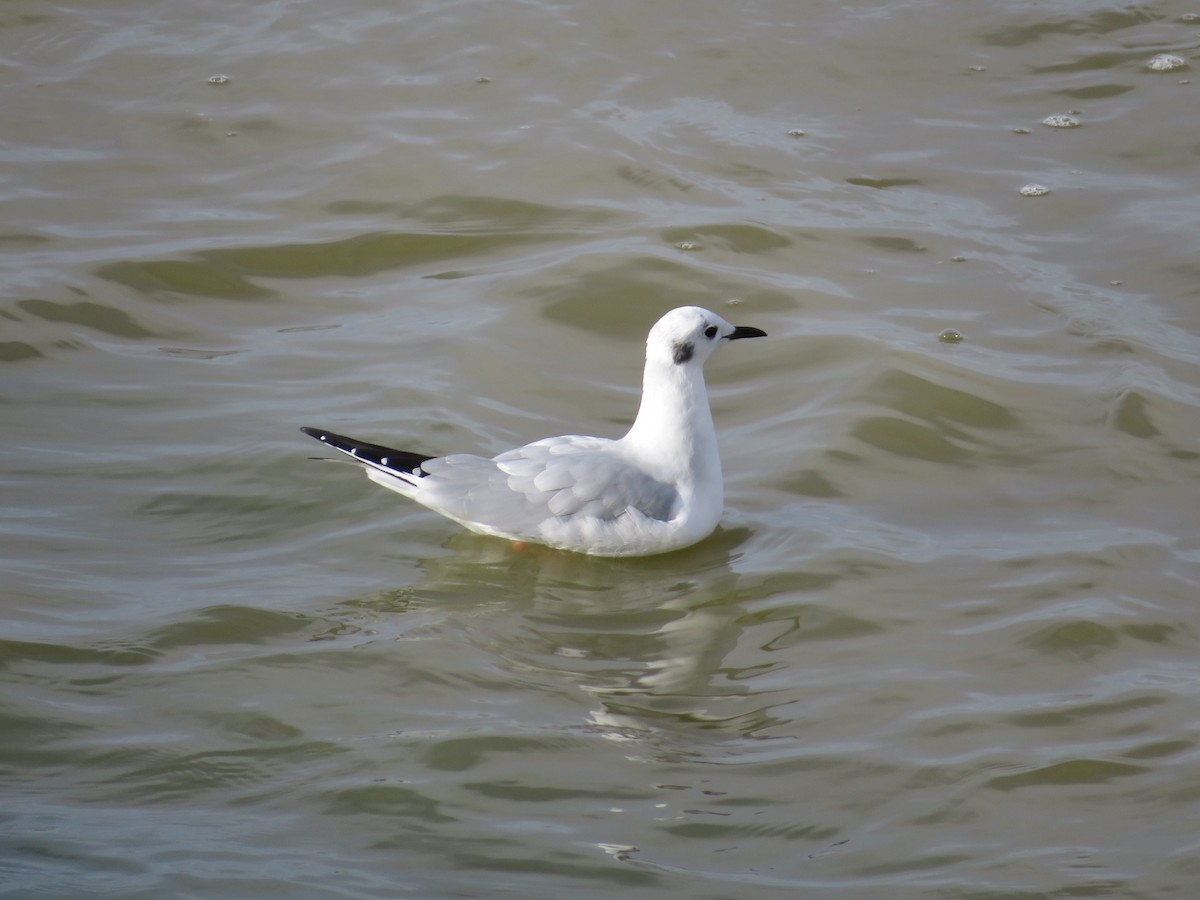 Bonaparte's Gull - ML645301251