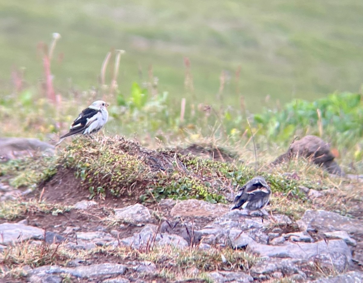 Snow Bunting - ML645301257
